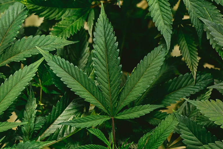 cannabis leaves